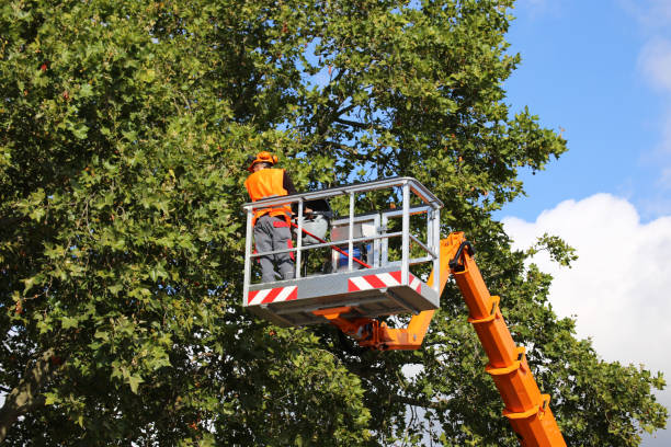 How Our Tree Care Process Works  in Savannah, GA